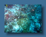 Helengeli 312